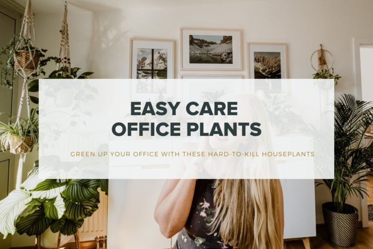 Best Plants For Your Office
